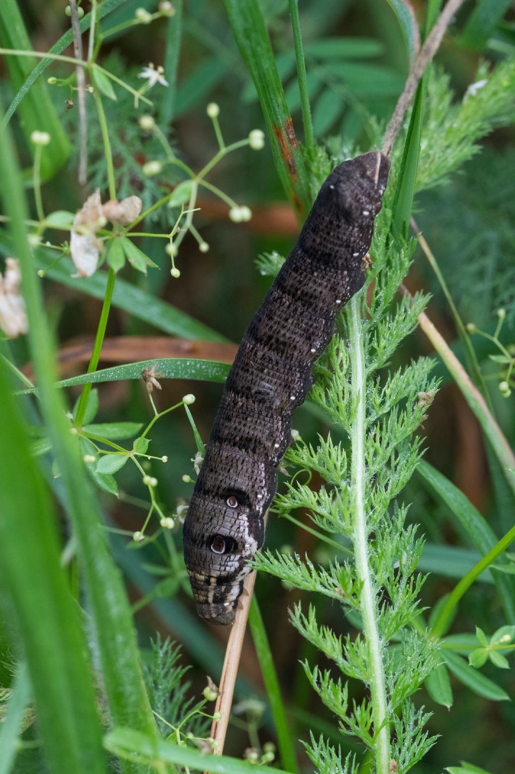 Larva da determinare: Deilephila porcellus - Sphingidae