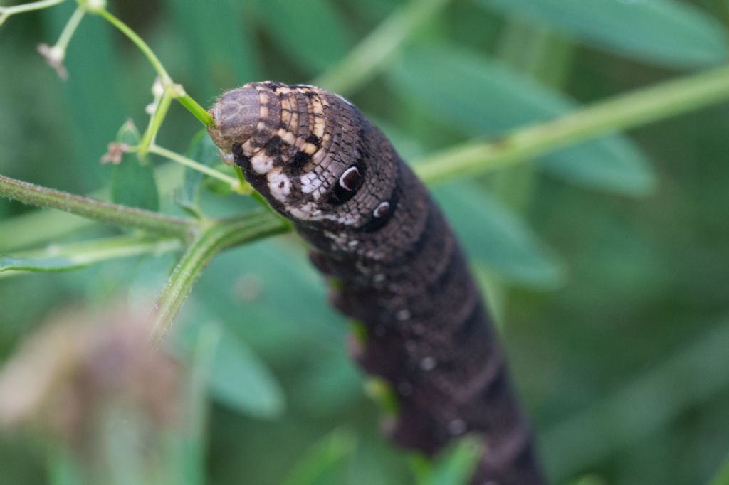 Larva da determinare: Deilephila porcellus - Sphingidae