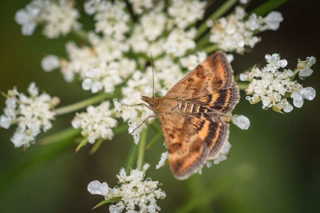 Lepidottero da identificare: Aporodes floralis - Crambidae