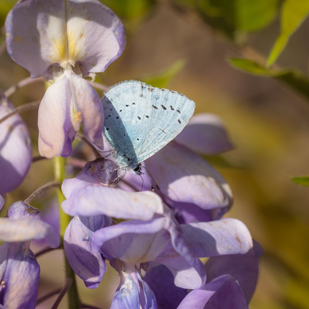 Licenide da identificare: Celastrina argiolus