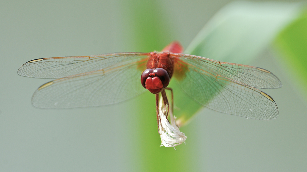 Sympetrum sanguineum?