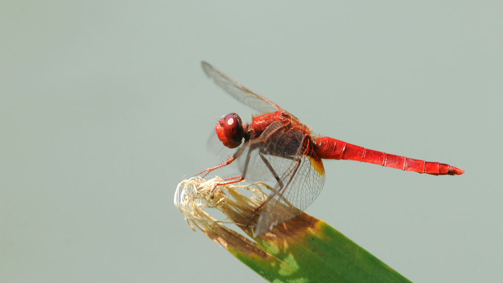 Sympetrum sanguineum?