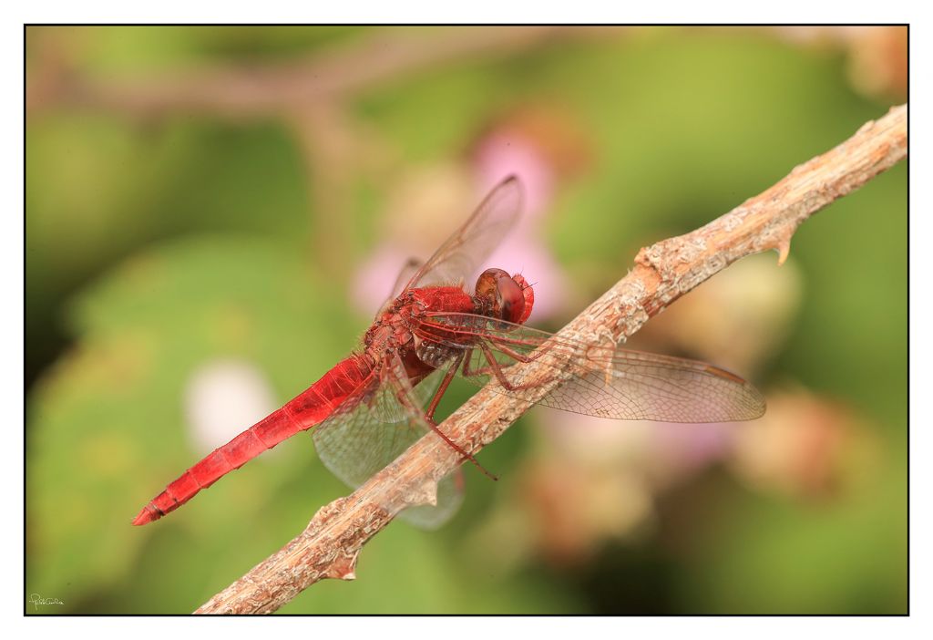 Crocothemis erythraea?  S !