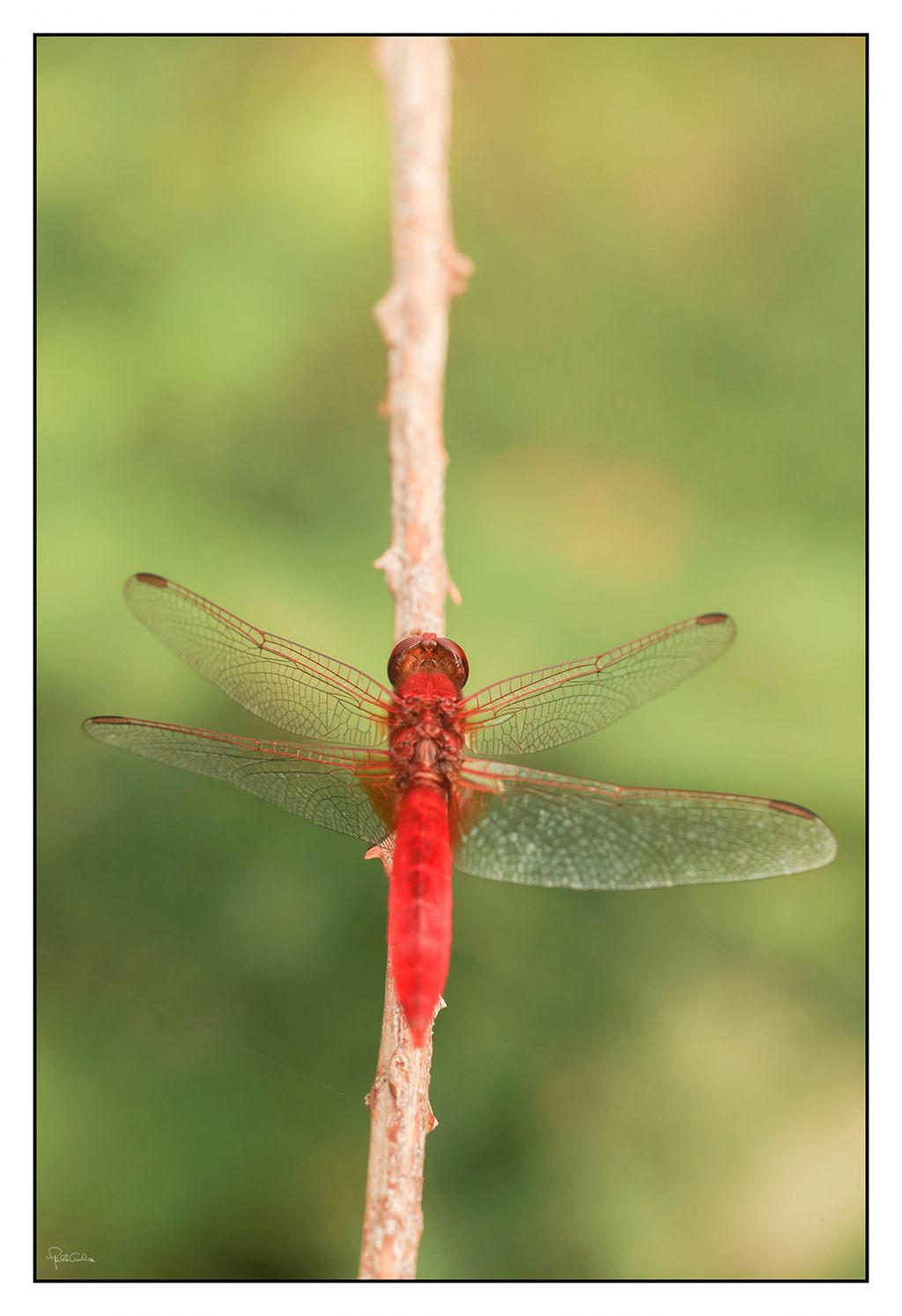 Crocothemis erythraea?  S !