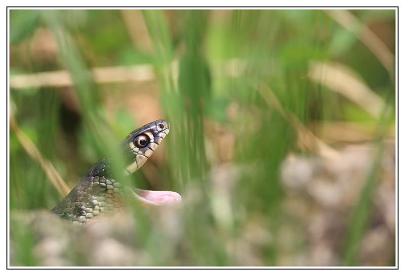 Hierophis viridiflavus