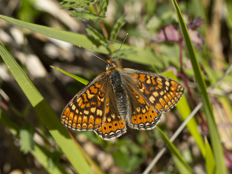 Melithaea sp.