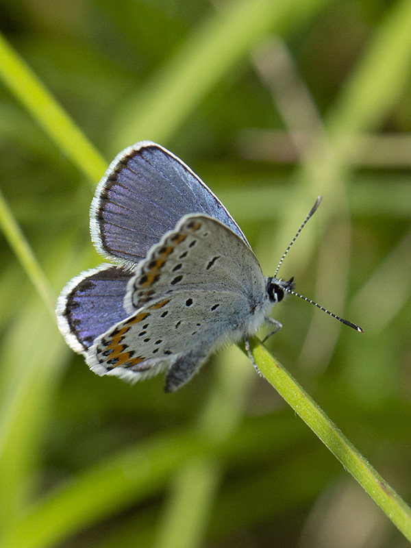 Polyommatus icarus ? No, Plebejus argyrognomon