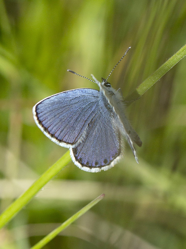 Polyommatus icarus ? No, Plebejus argyrognomon