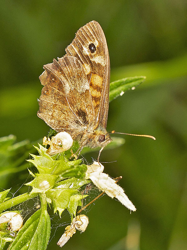 Pararge aegeria (Nymphalidae)? S