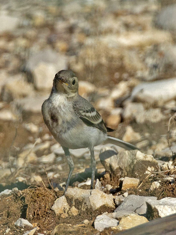 Ballerina bianca (Motaciilla alba) juv