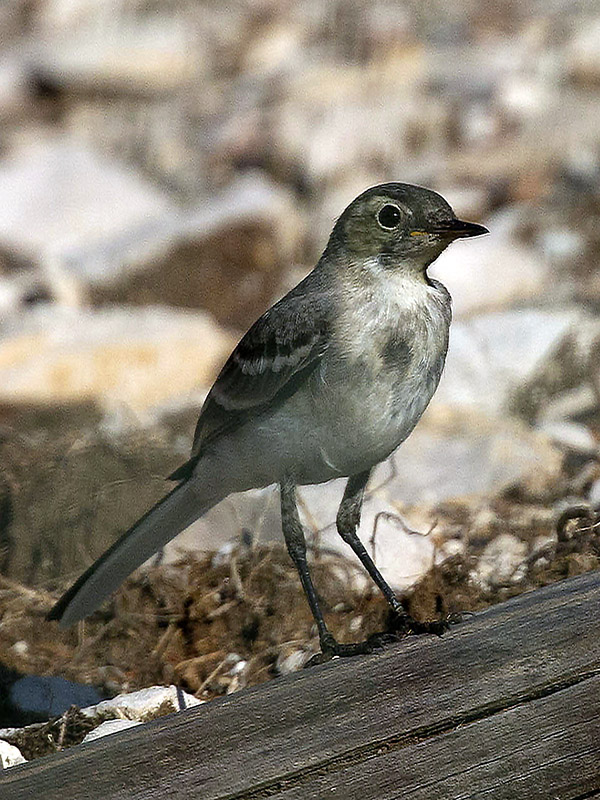 Ballerina bianca (Motaciilla alba) juv