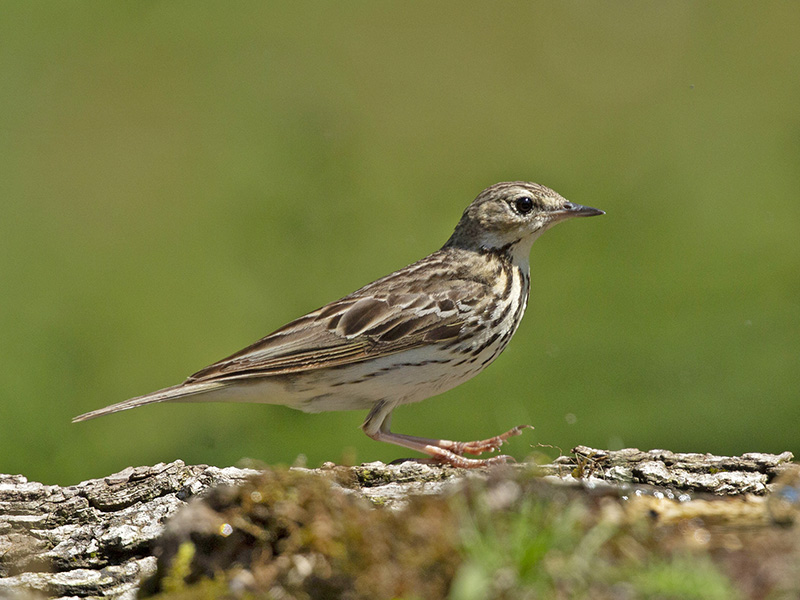 Anthus pratensis ?  No, Anthus trivialis / Prispolone