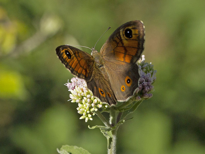 Erebia sp? No, Lasiommata maera