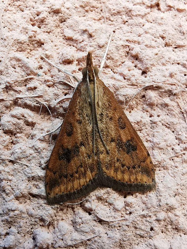 Udea ferrugalis (Crambidae)