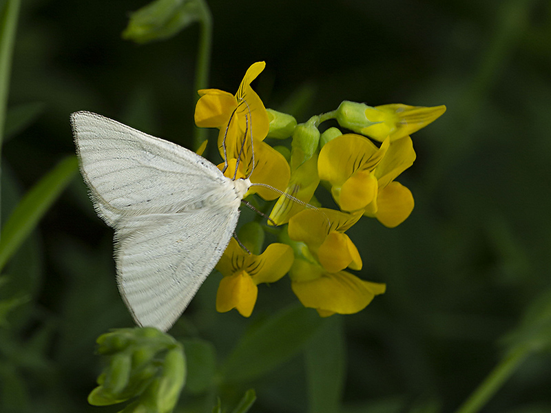 Siona lineata (Geometridae)