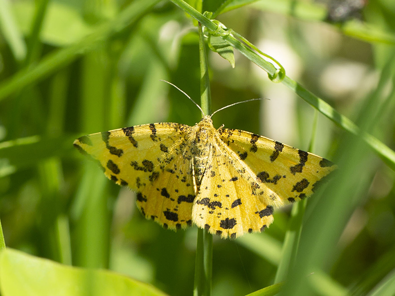 Pseudopanthera macularia (Geometridae)