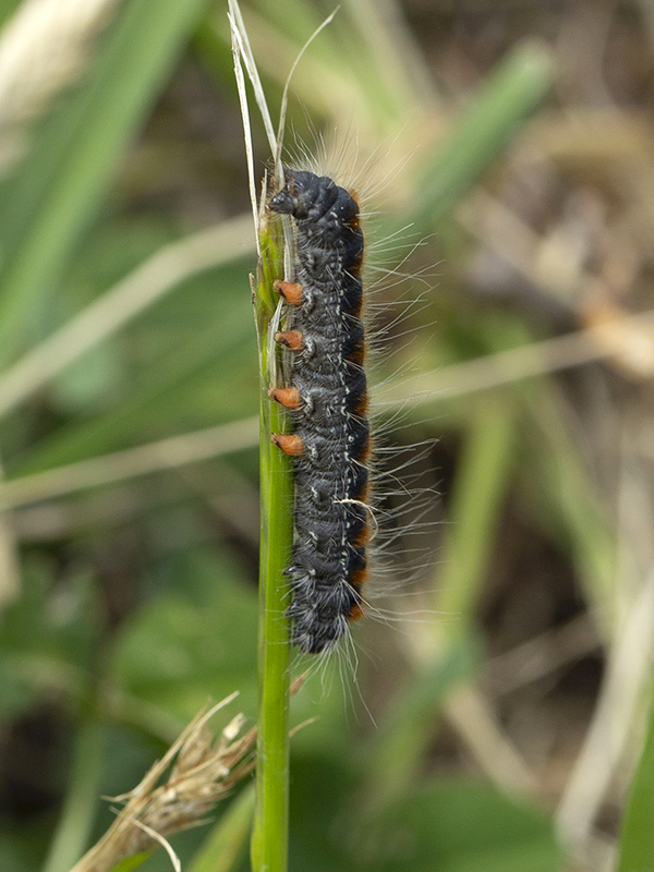 Bruco di ..Eriogaster lanestris (Lasiocampidae)