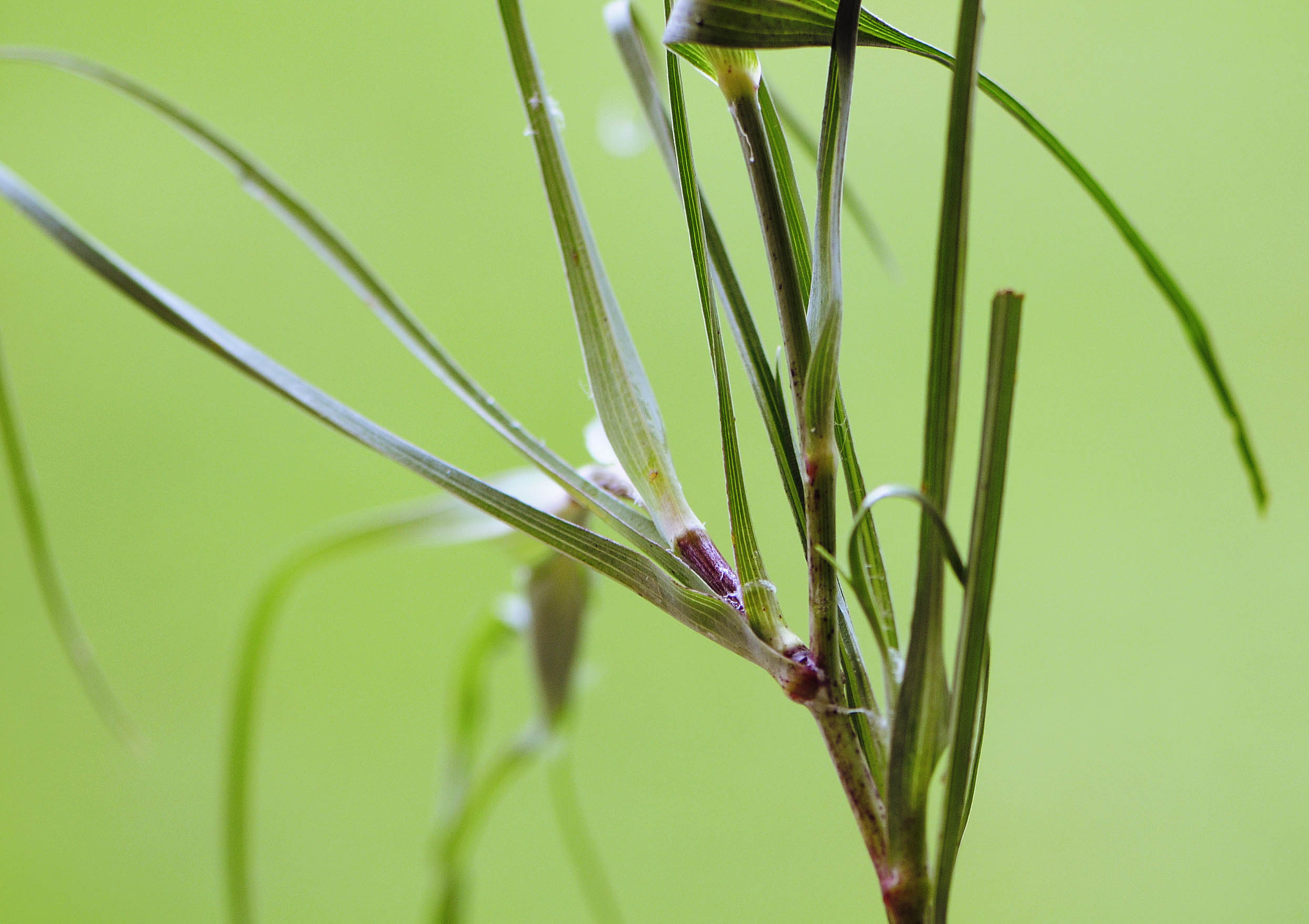 Tragopogon dubius / Barba di Becco a tromba