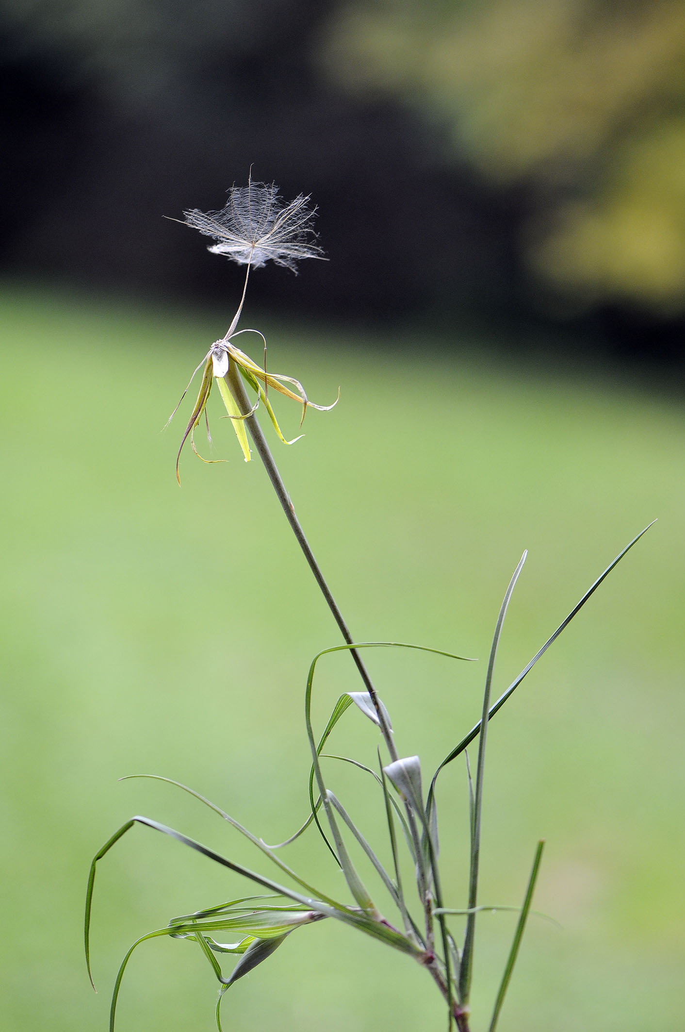 Tragopogon dubius / Barba di Becco a tromba