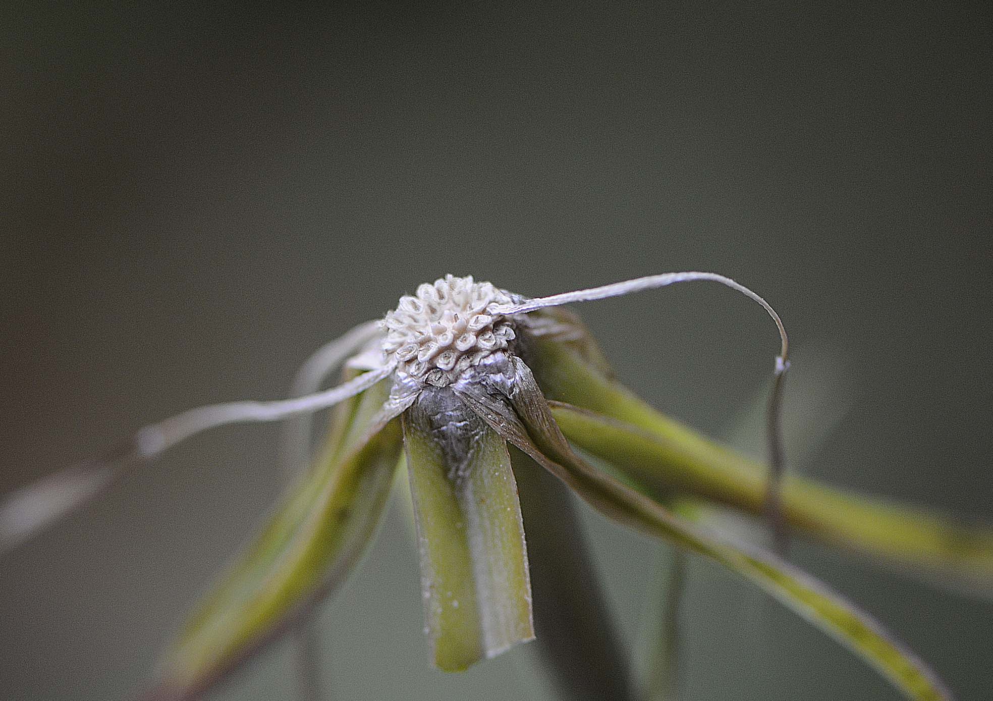 Tragopogon dubius / Barba di Becco a tromba