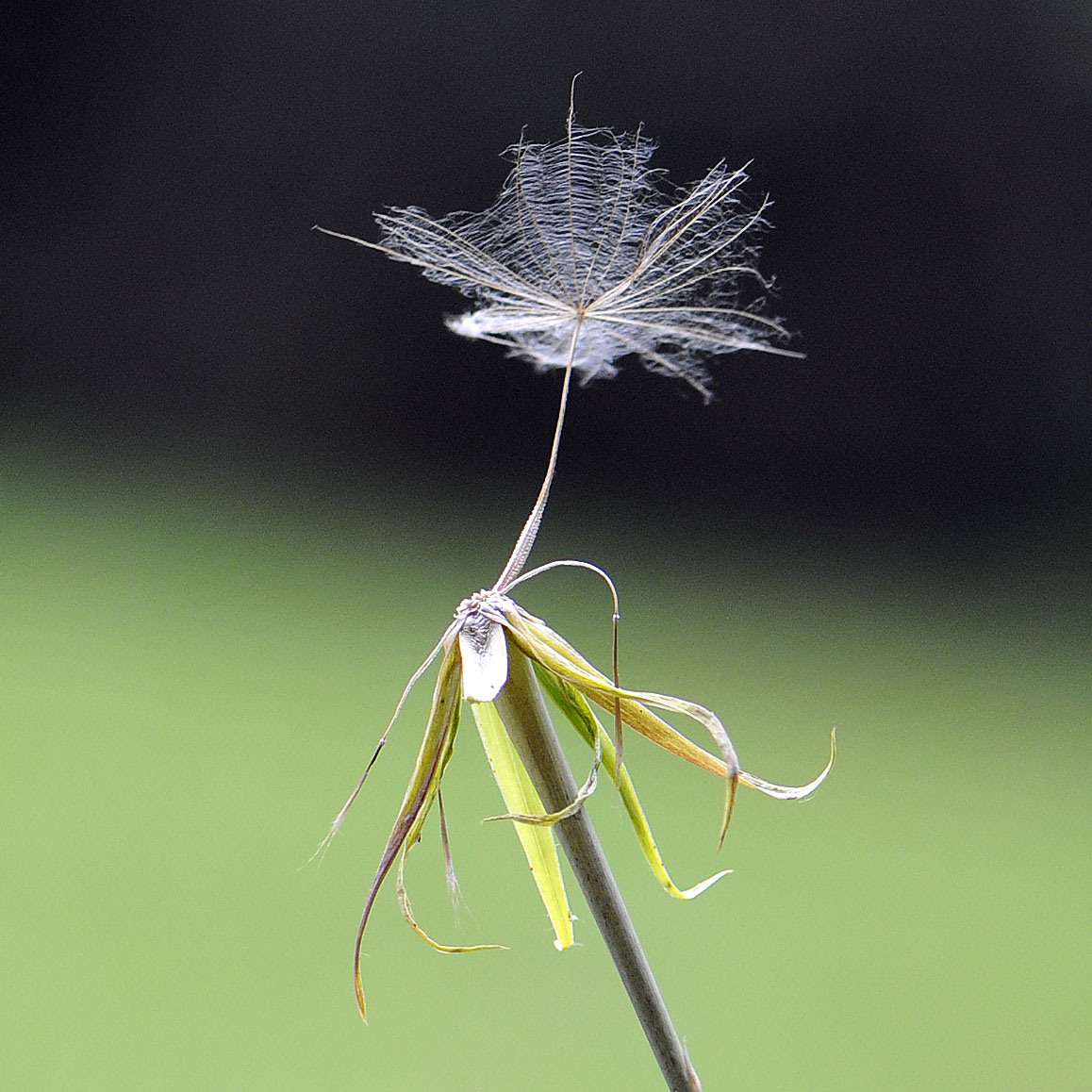 Tragopogon dubius / Barba di Becco a tromba