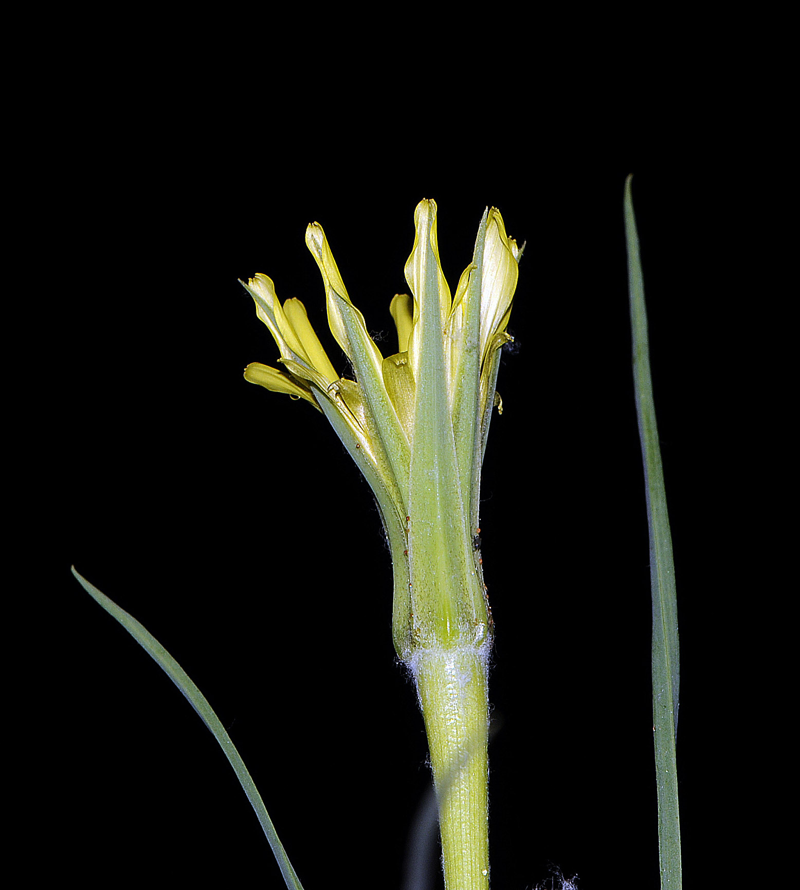 Tragopogon dubius / Barba di Becco a tromba