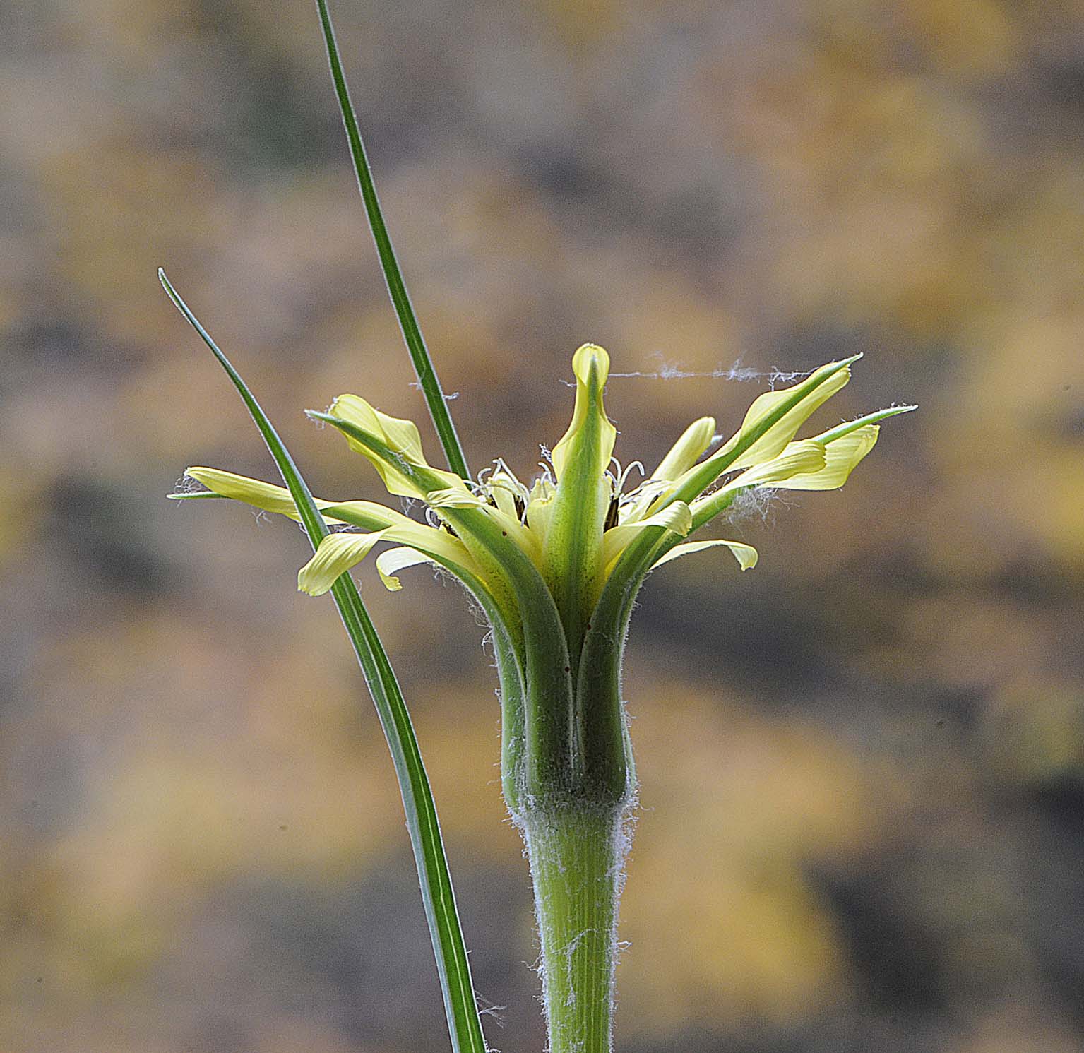 Tragopogon dubius / Barba di Becco a tromba