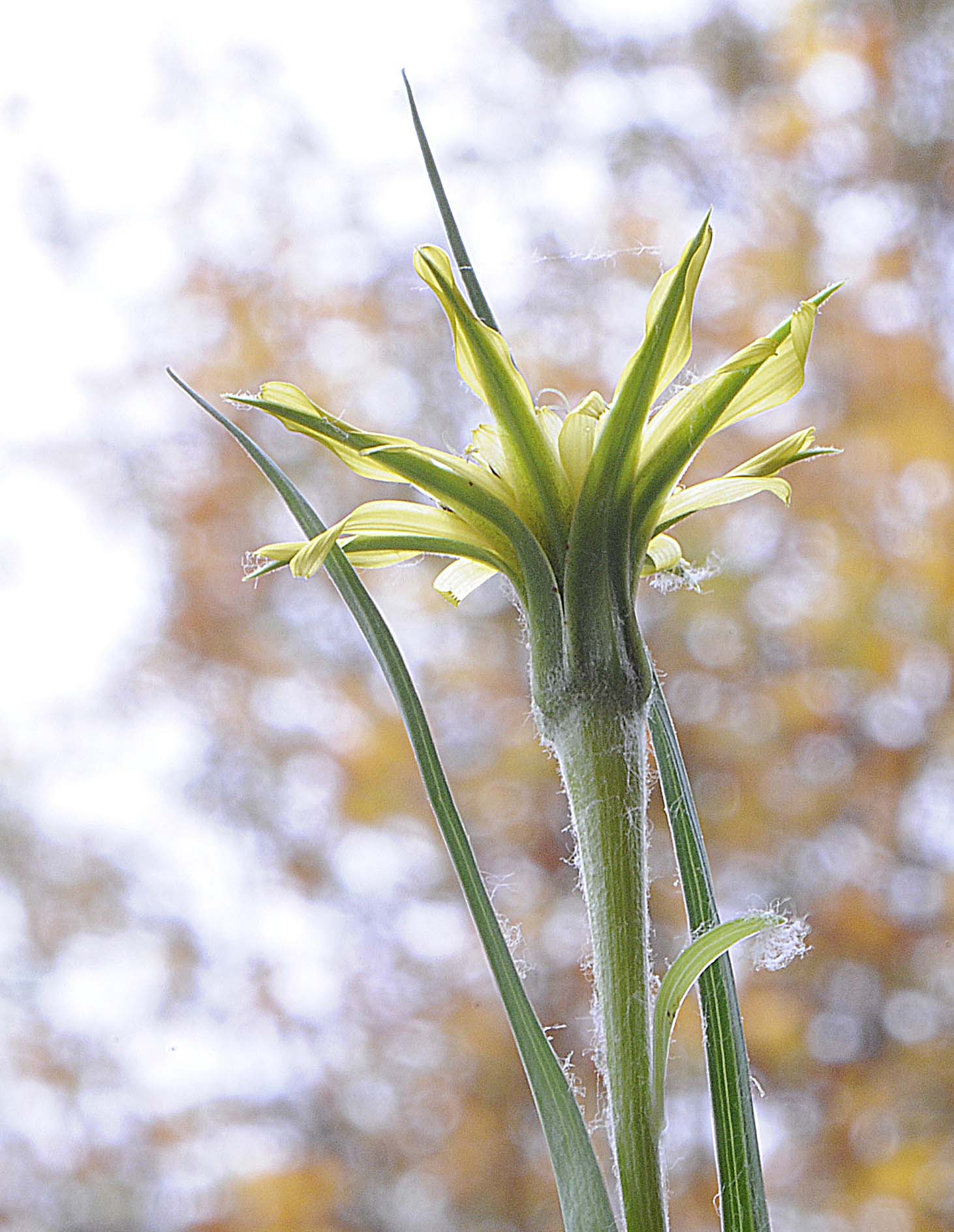 Tragopogon dubius / Barba di Becco a tromba