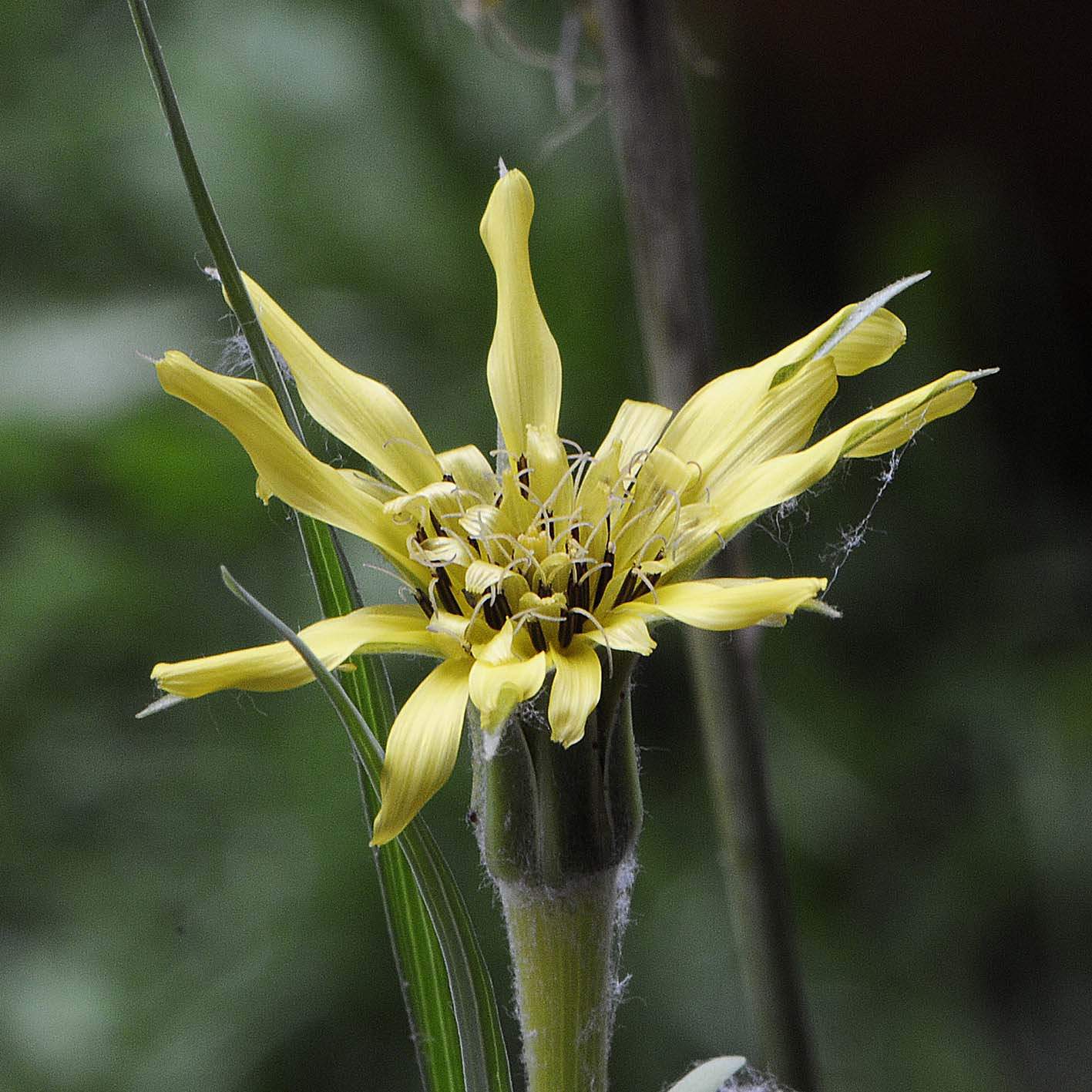 Tragopogon dubius / Barba di Becco a tromba