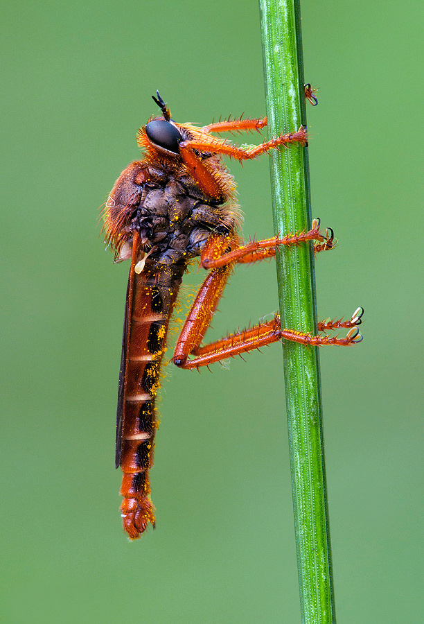 Asilide da identificare