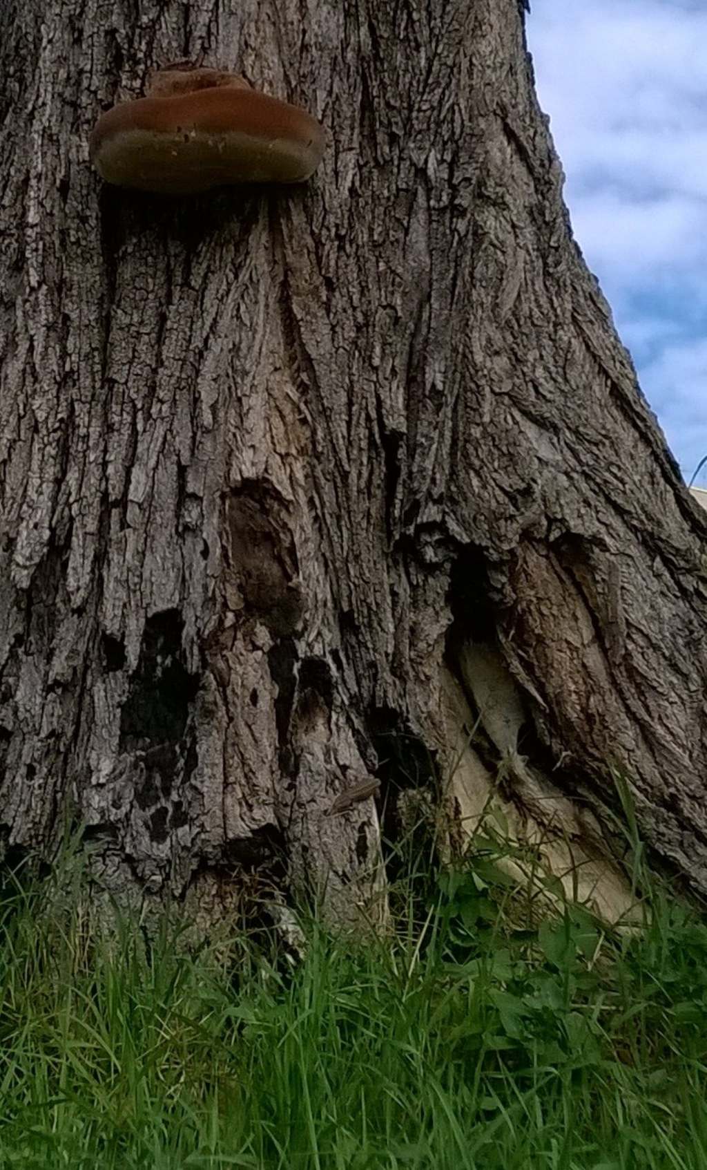 Identificazione fungo su albero