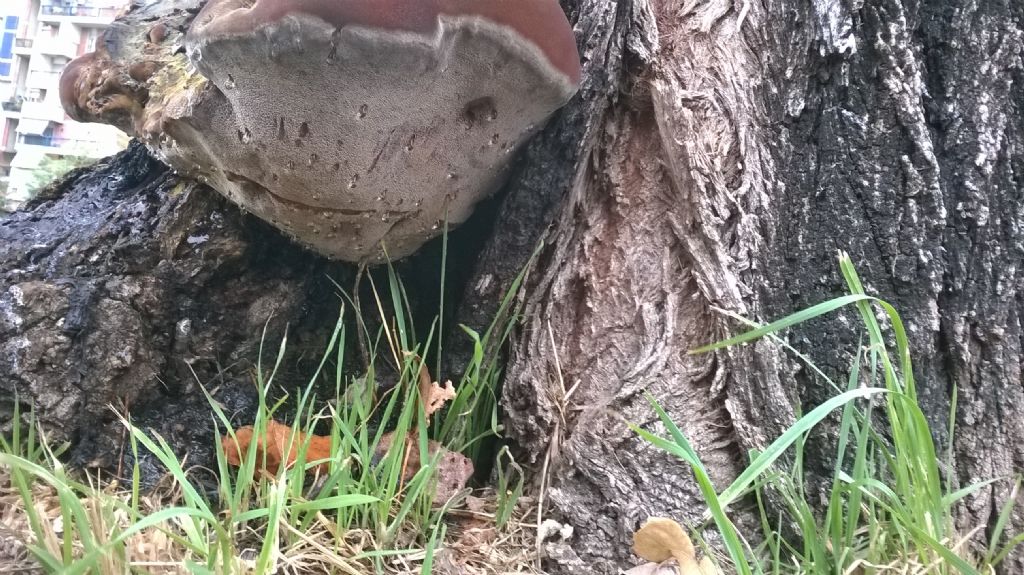 Identificazione fungo su albero