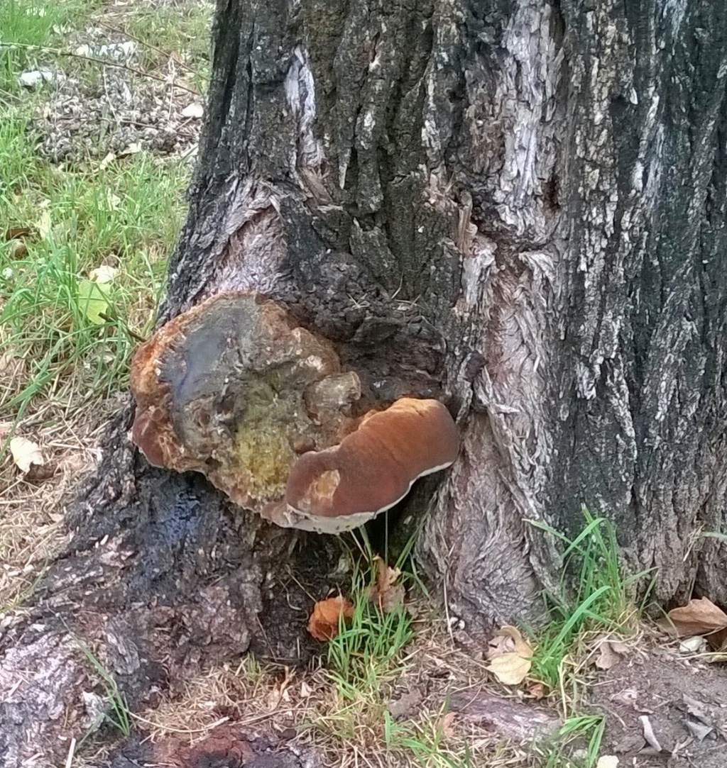 Identificazione fungo su albero