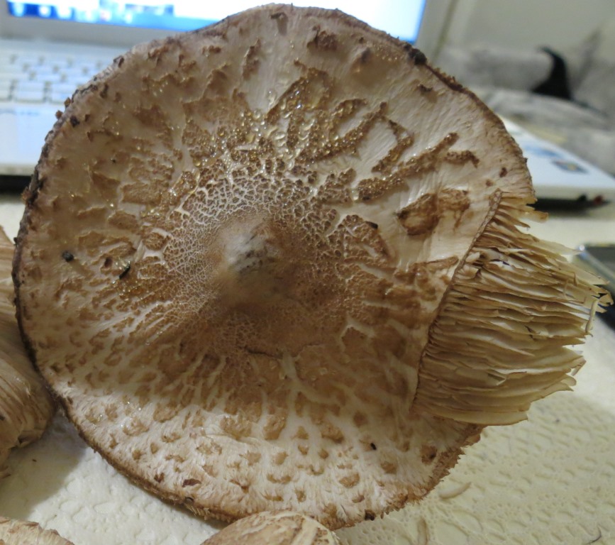 Chlorophyllum rachodes?