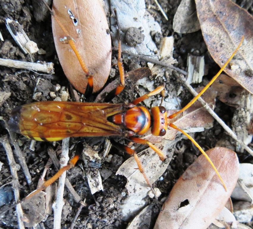 Scoliidae? No. Pompilidae; Cryptocheilus sp.