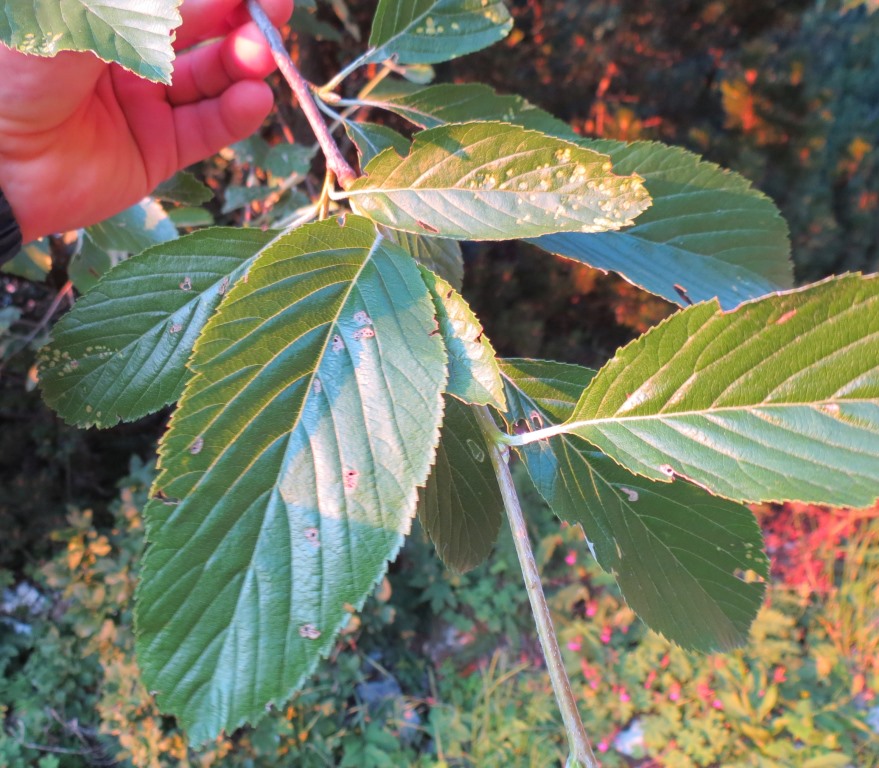 Pianta arborea su Monte Baldo da determinare