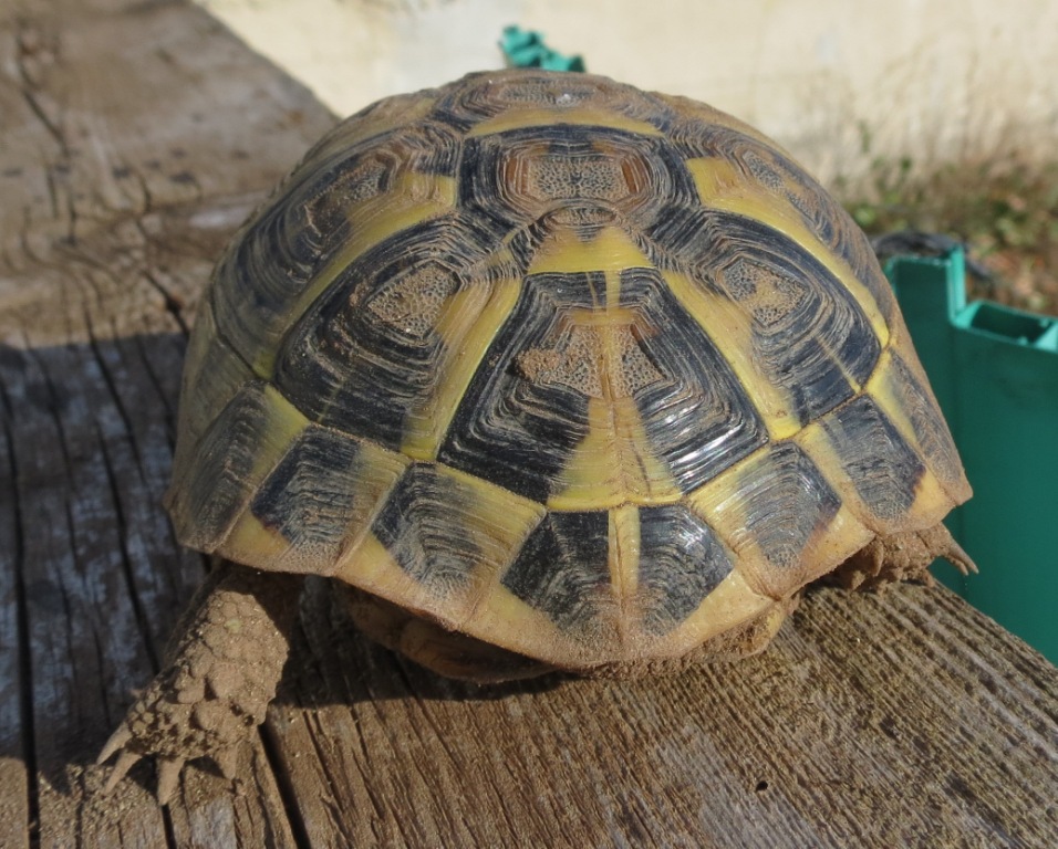 Identificazione Testudo