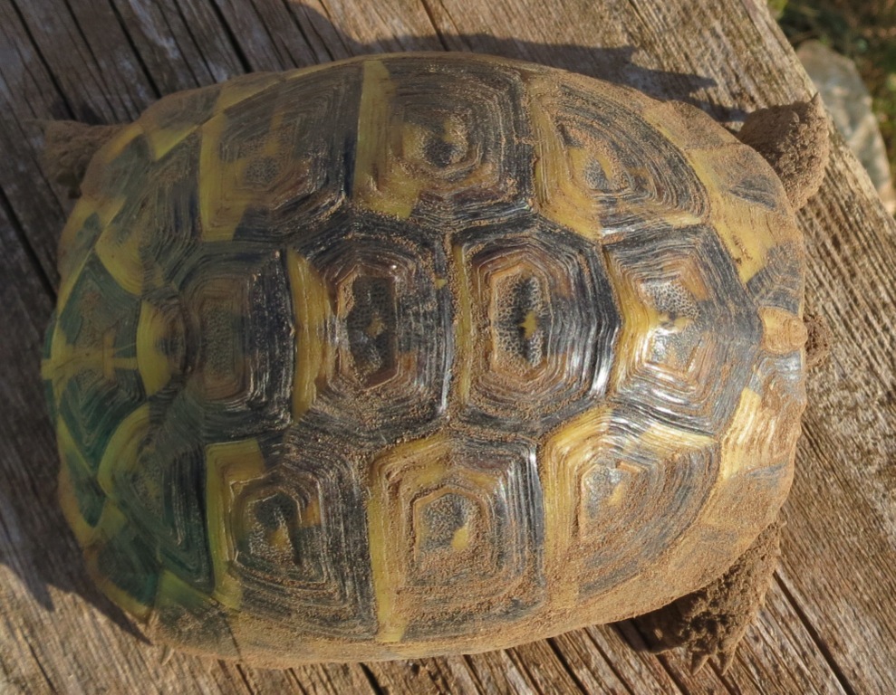 Identificazione Testudo