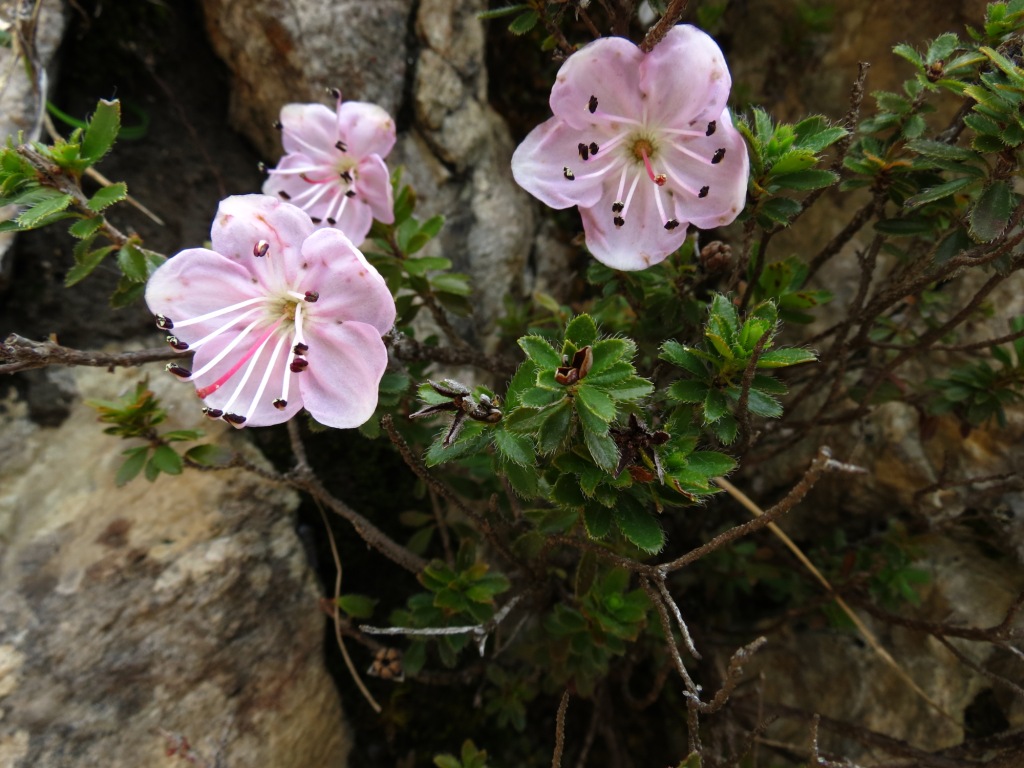 Rhodothamnus chamaecistus / Rodotamno, Rododendro cistino