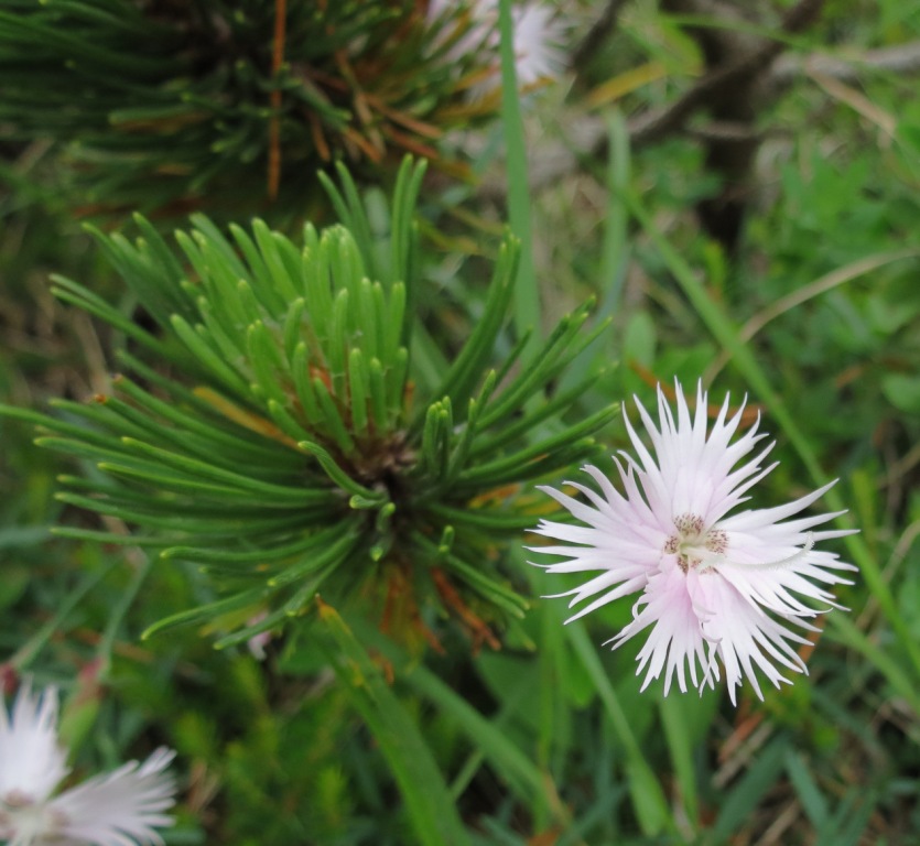 Monte Baldo - Dianthus monspessulanus