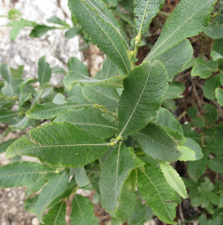 Arbusto su Monte Baldo - Salix sp.