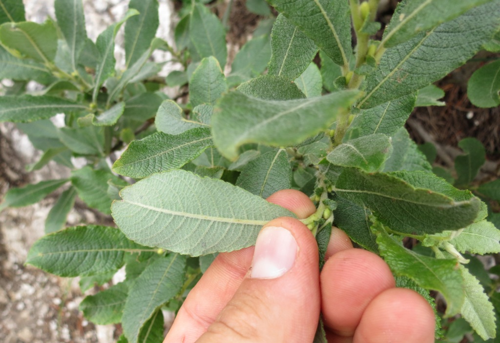 Arbusto su Monte Baldo - Salix sp.