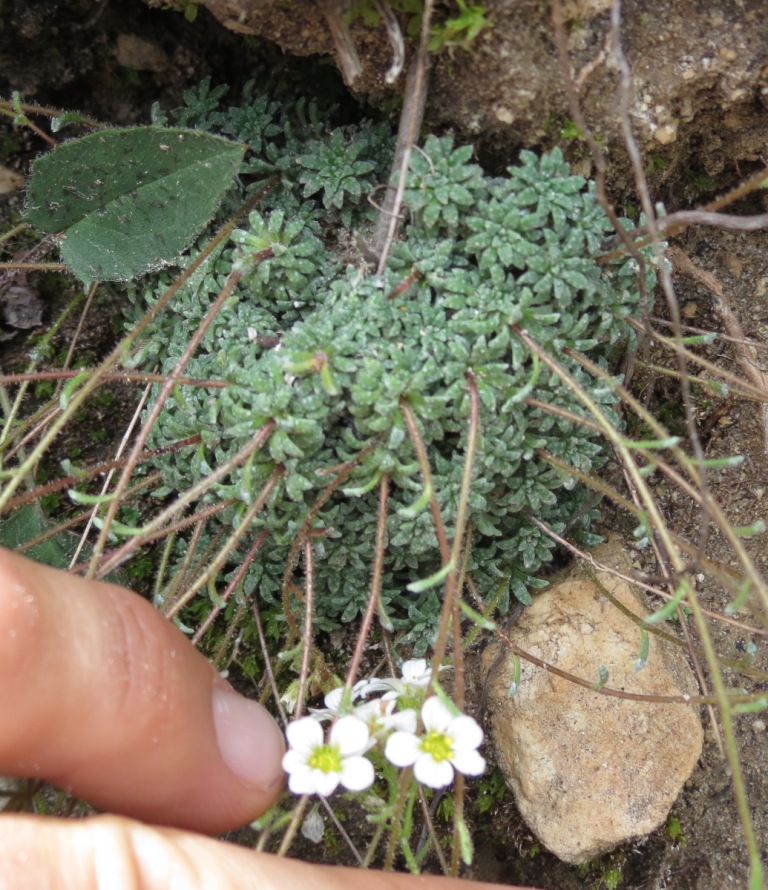 Monte Baldo - Saxifraga caesia