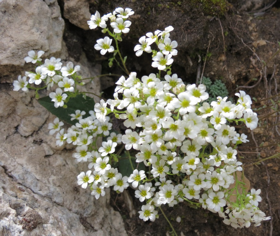 Monte Baldo - Saxifraga caesia