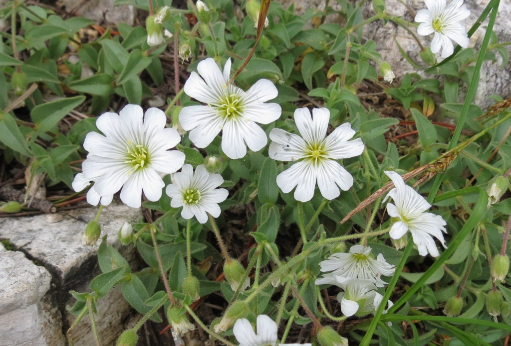 Pianta Monte Baldo - Cerastium sp.