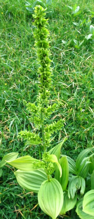 Pianta Monte Pasubio - Veratrum album