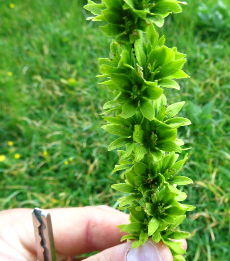 Pianta Monte Pasubio - Veratrum album