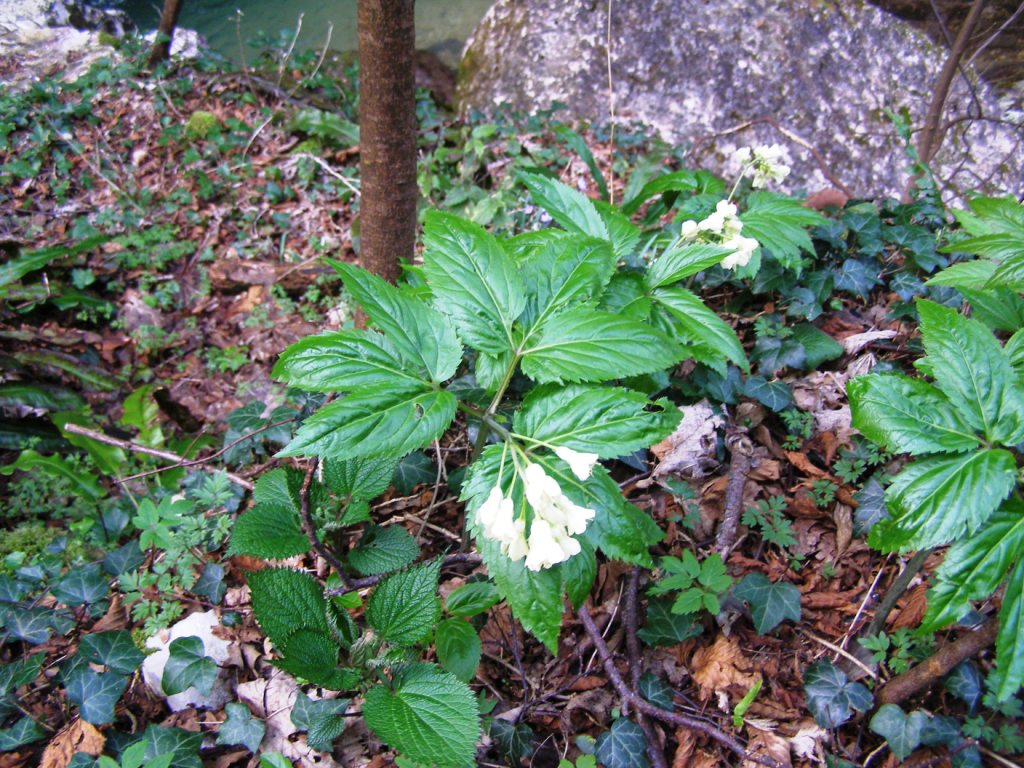 Prov. Verona - Cardamine enneaphyllos