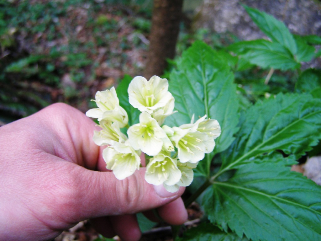 Prov. Verona - Cardamine enneaphyllos