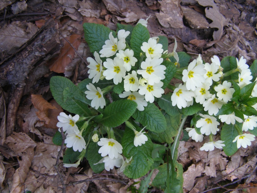 Prov. Verona - Primula vulgaris